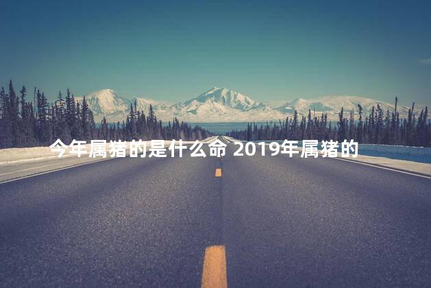 今年属猪的是什么命 2019年属猪的是什么命